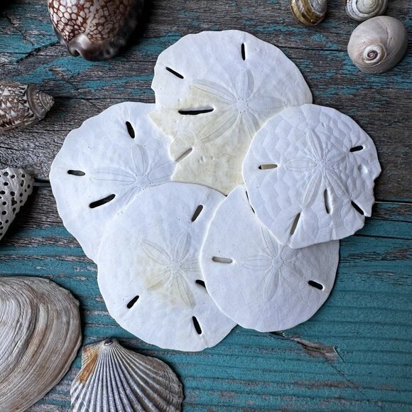 Sea Shells Cypraea Tigris Spike Horned Conch Shell Beach‎ Tropical Lot Of 24 - Picture 3 of 12